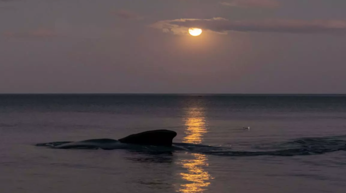 Ballenas con Luna Llena en El Doradillo